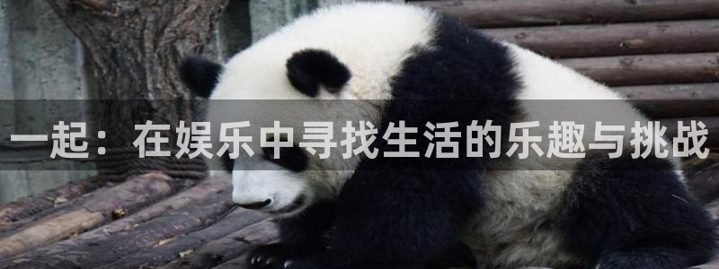 赢咖4：一起：在娱乐中寻找生活的乐趣与挑战